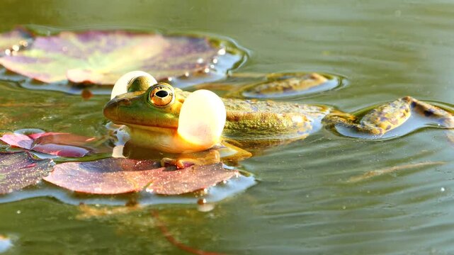green water frog with sonic bubble, calls 095
