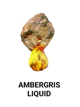 Sperm whale vomit known as ambergris with a white background 
