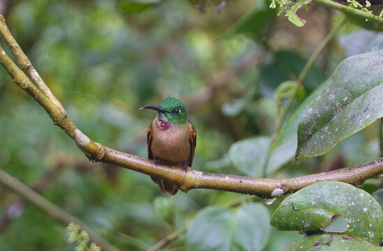 colibri nella foresta amazzonica,mentre volano e si alimenta 