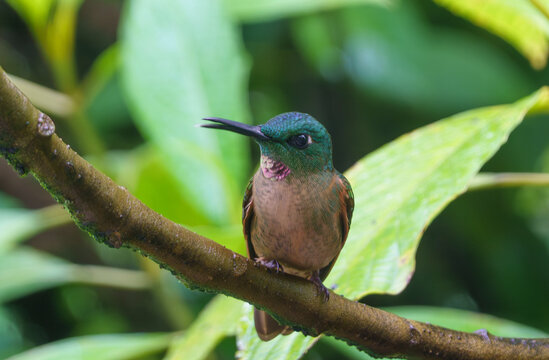 colibri nella foresta amazzonica,mentre volano e si alimenta 