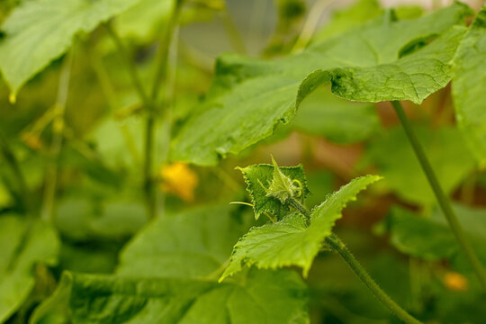Young green ovaries of cucumbers growing on a vine in a greenhouse, close-up.