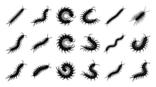 Centipede and Millipede Black Silhouette Icon Set with Various Crawling Insects and Poisonous Bug Symbols for Wildlife Graphic Designs