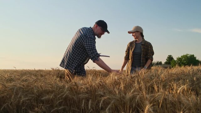 Two farmers, a man and a woman in work clothes, are standing in a field where ripe rye is growing. They look at the good harvest and talk. Autumn harvest theme.