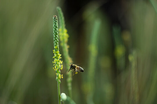 A bee hovers near a green and yellow flower