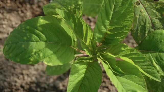 Young amaranth plant growing in puebla countryside