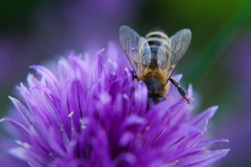 Natura