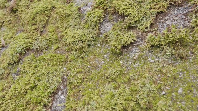 Scenic landscapes in Allegany State Park, New York