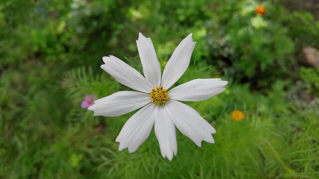 White cosmos flower  close-up