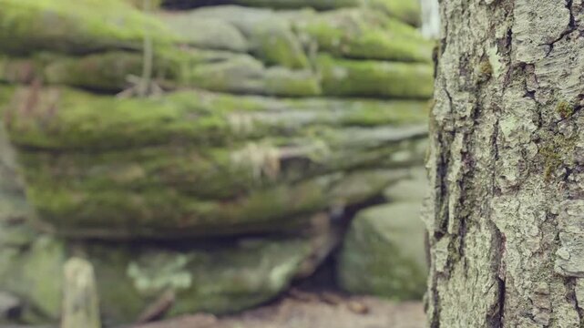 Scenic landscapes in Allegany State Park, New York