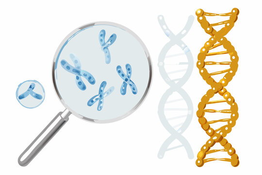 Dna strand and chromosome illustration with magnifying glass scientific diagram style
