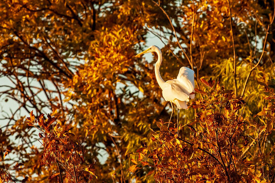Great Egret Perching Among Colorful Leaves
