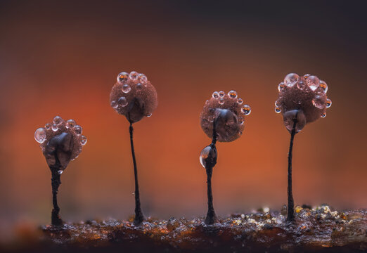 Slime mold - Comatricha nigra, it's a small protist organism