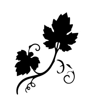 Grapevine Branch Silhouette