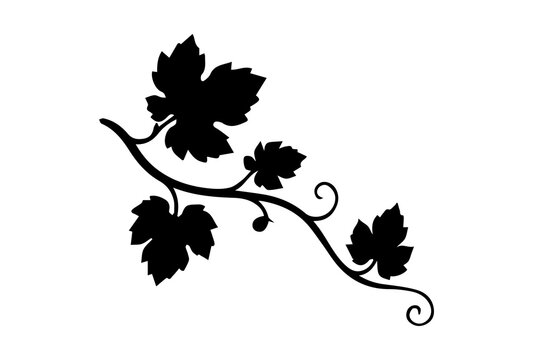 Grapevine Branch Silhouette