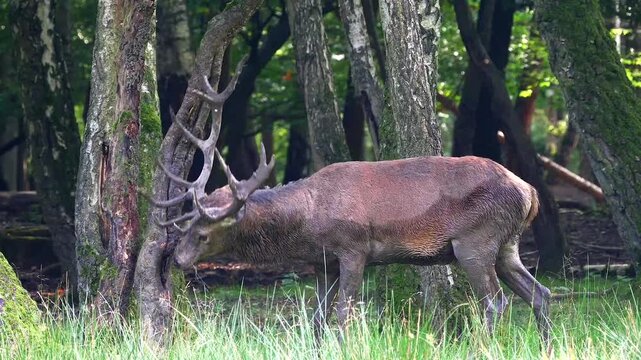 powerful red deer, Cervus elaphus 160