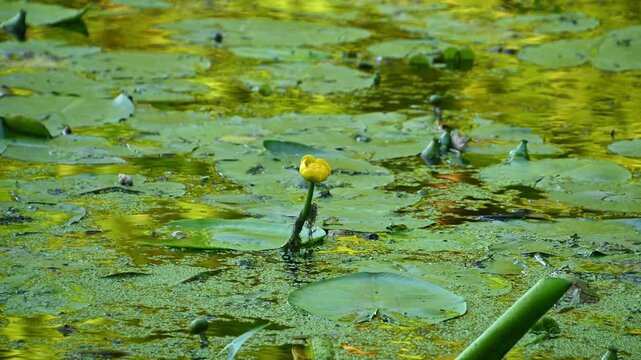 Yellow water lily bud rising above pond lily pads in wetland