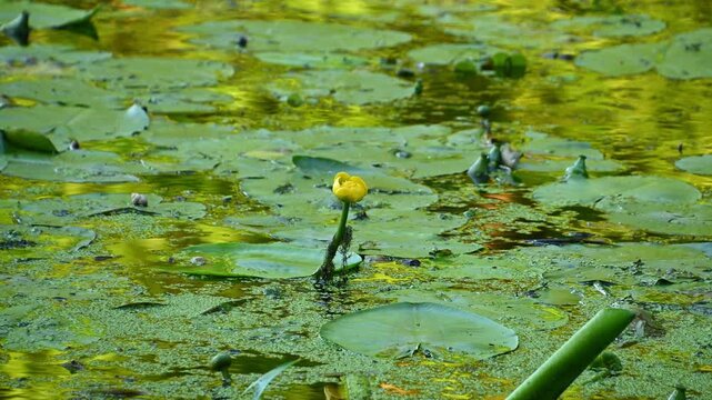Yellow water lily bud emerging among lily pads in pond