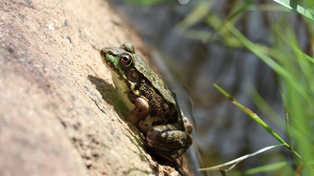 Close-up of a frog hiding out on a rock to catch insects.  Frog can be seen breathing as its throat moves.  Water shimmers in the background.