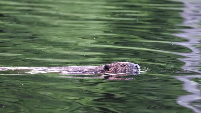 Beaver swims nearby in a remote pond in upstate New York's Adirondack Park.  Beavers nose, eyes and ears are visible above the water