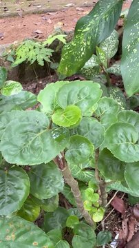 Lush green tropical garden foliage featuring Polyscias scutellaria and Dieffenbachia leaves