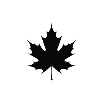 Maple leaf silhouette vector, black autumn foliage icon on white background, minimalist maple leaf symbol for fall branding and nature logos