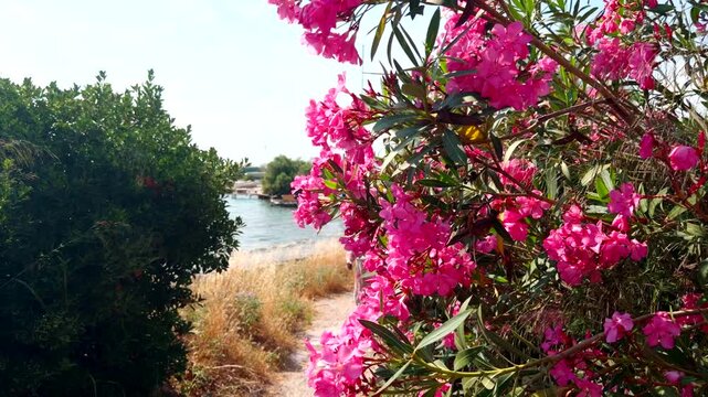 Pink Oleander Flowers Blooming On Coastal Path. Mediterranean Summer Nature. Bright Floral Garden 