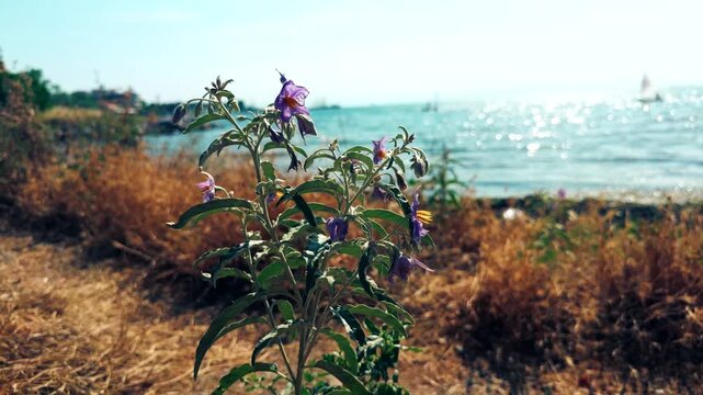 Purple Wildflowers Blooming On Coastal Shore Near Sparkling Sea Water. Wild Flora