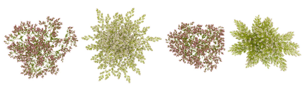 Collection of Kolkwitzia,Lagerstroemia plants on transparent background from the top view