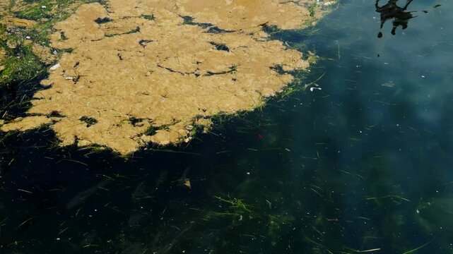 Polluted Sea Water Surface Covered With Dirty Green Algae And Plastic Waste. Ecological Crisis 