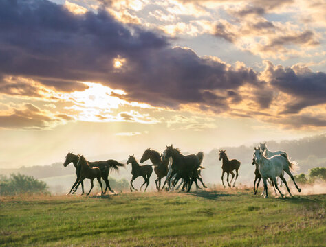 herd of Arabian horse mares and foals gallop over rise with dramatic clouds and sky
