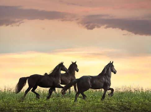 silhouette of adult female Friesian Horse mares silhouette on hilltop with tall grass