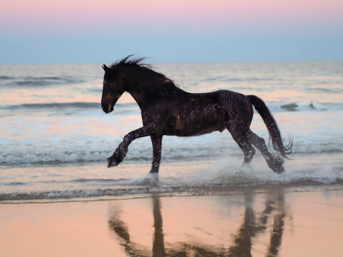 adult male Friesian horse stallion runs along ocean shore beach at
dusk.