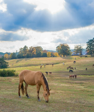 Large horse herd grazing in hilly autumn pasture