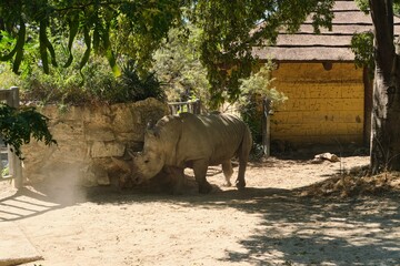 A grey rhinoceros in a spacious zoo enclosure with trees, bushes and hanging toys. © Natallya_ph