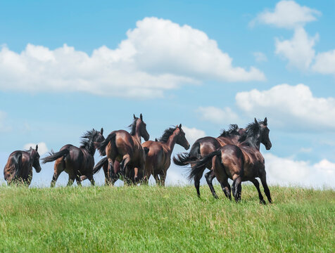 herd of juvenile Thoroughbred horse yearlings running away over grassy hill