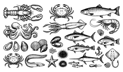 Obraz premium Antique Marine Life and Seafood Vector Collection with Vintage Hand Drawn Illustrations