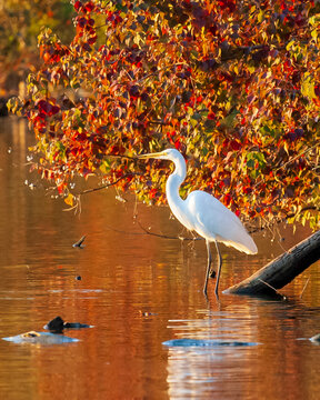 Great Egret Standing in Small Pond