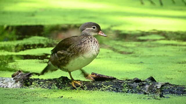 Juvenile mandarin duck preening on log in green duckweed pond