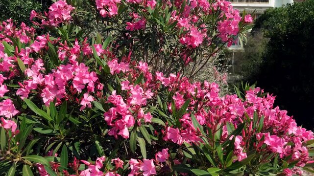 Blooming Oleander Bush With Bright Pink Flowers In Mediterranean Garden. Floral Plant Landscape