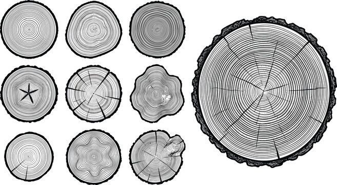 Collection of tree rings and wood cross sections showing growth patterns and textures in black