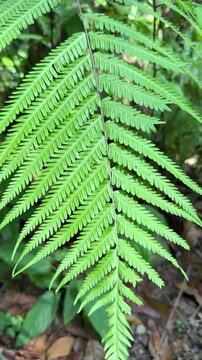 Close-up of a vibrant green fern frond in a lush forest