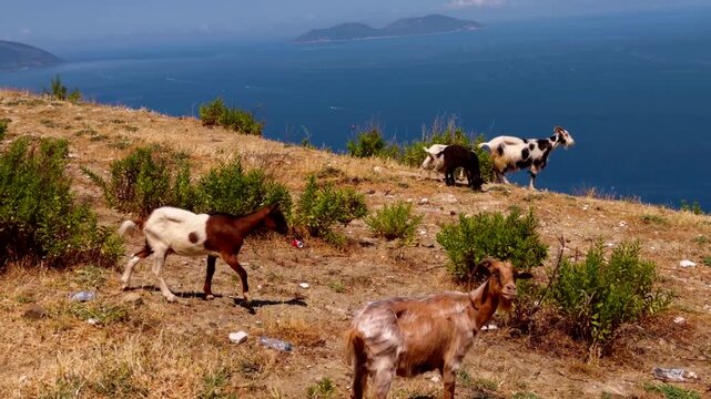 Herd Of Goats Grazing On Coastal Mountain Cliff Overlooking Blue Sea. Domestic Animals