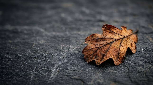 Single brown oak leaf resting on dark textured stone