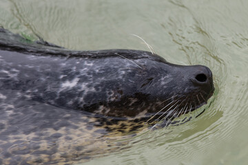 Close up of a common seal (phoca vitulina) in the water © tom