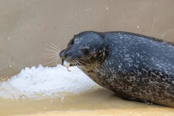 Close up of a common seal (phoca vitulina) eating a fish © tom