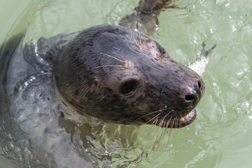 Close up of a common seal (phoca vitulina) eating a fish © tom