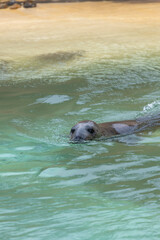Fototapeta premium Photo of a grey seal (halichoerus grypus) swimming in the water
