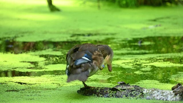 mandarin duck preening on mossy log in algae covered pond wetlands