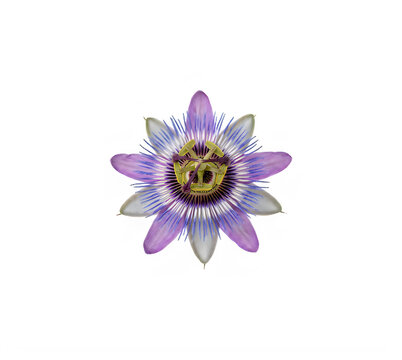 Beautiful vibrant purple passion flower blossom with intricate petals and yellow center detail isolated on transparent background
