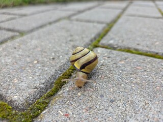 snail on the road © Pawel